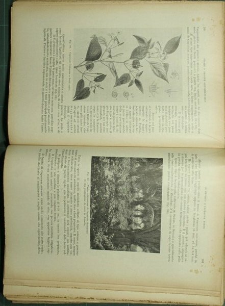 Trattato delle coltivazioni tropicali e sub-tropicali