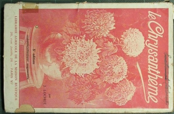 Le chrysantheme