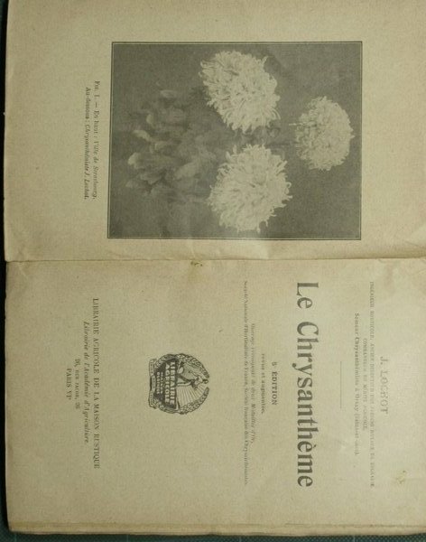 Le chrysantheme
