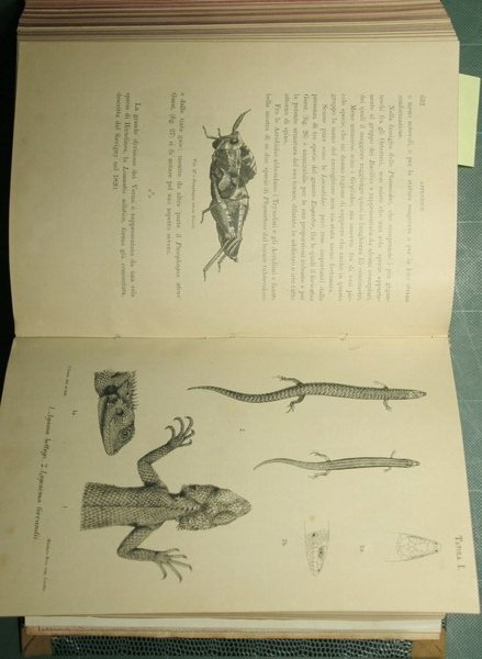 L'Omo - Seconda spedizione Bottego