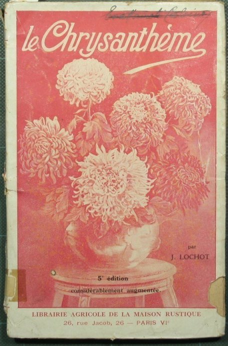 Le chrysantheme
