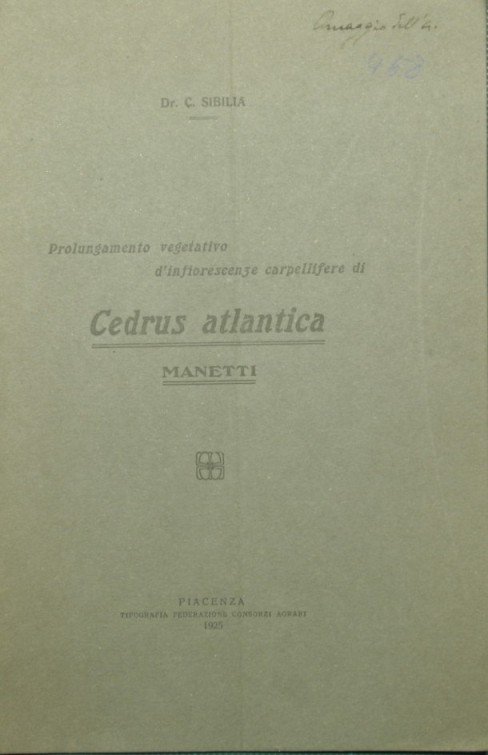 Prolungamento vegetativo d'infiorescenze carpellifere di Cedrus atlantica