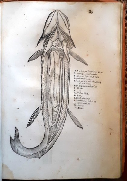 Paralipomena accuratissima historiae omnium animalium