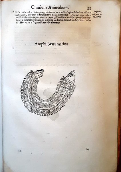 Paralipomena accuratissima historiae omnium animalium