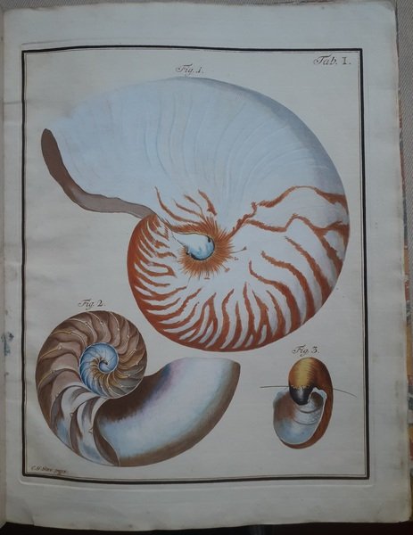 Serie di 30 tavole incise e colorate a mano da …