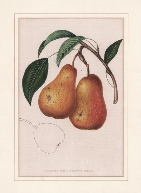 1: Poires Dix. 2: Lewis Pear