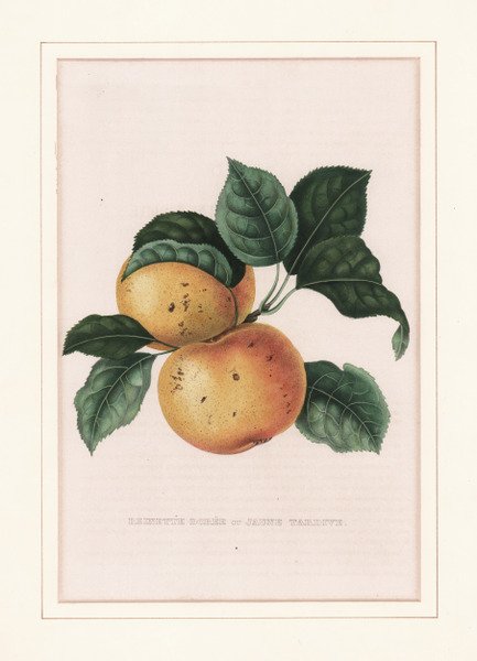 Reinette dorée ou jaune tardive
