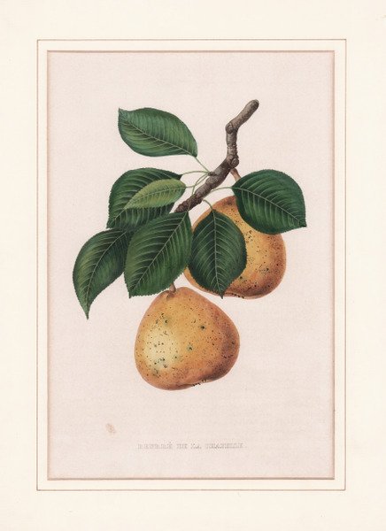 Beurré de la Chapelle