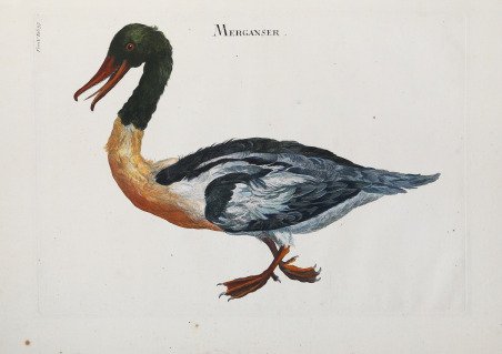 Merganser