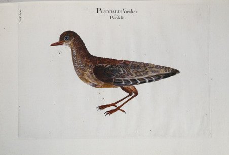 Pluvialis Viridis seu Pardalis