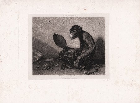 Le singe et le miroir