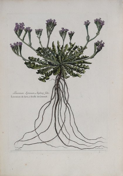 Limonium Syriacum, Asplenij Folio.
