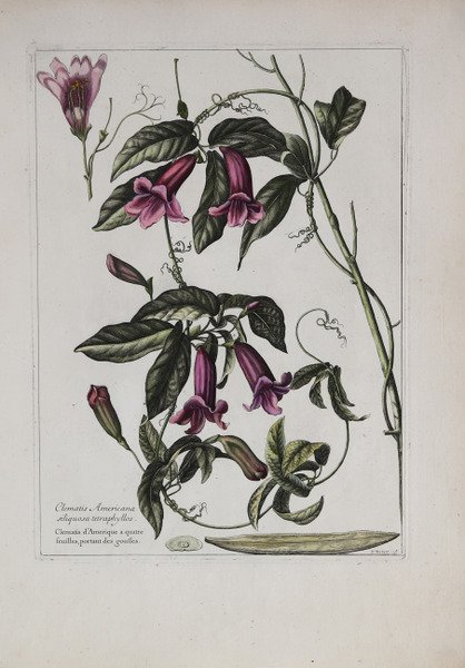 Clematis Americana Siliquosa Tetraphyllos.
