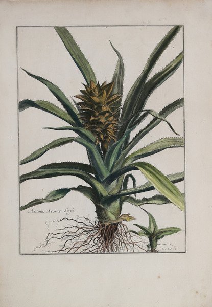 Ananas Acostae Lugo