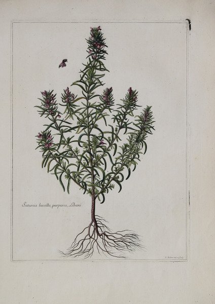 Satureia hirsuta, purpurea, Libani.