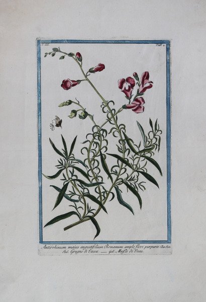 Antirrhinum maius angustifolium Romanum