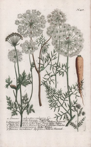 Daucus sylvestris vulgaris.