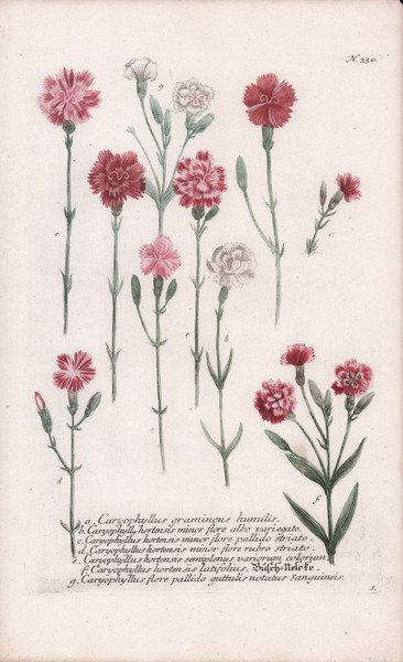 Caryophyllus gramineus humilis