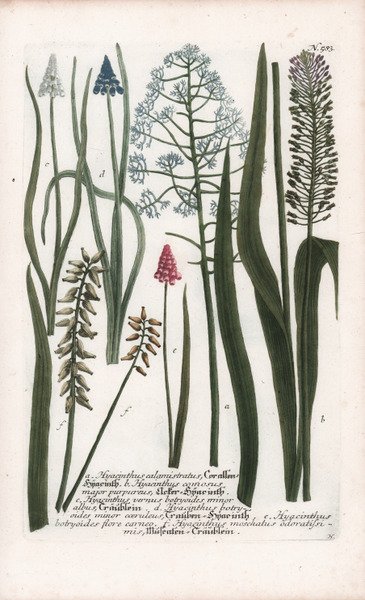 Hyacinthus calamistratus, Cor allen Snacinth