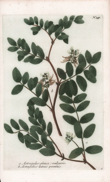 Astragalus glaux vulgaris.