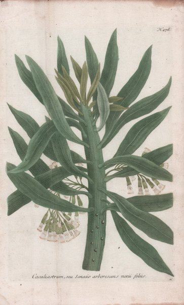 Cacaliastrum, seu Senecio arborescens nerii foliis