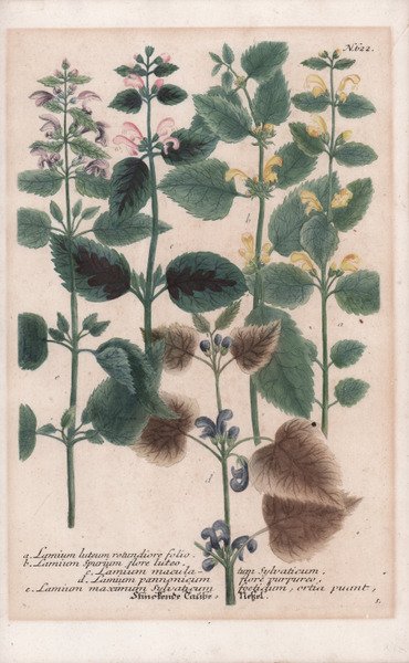 Lamium luteum rotundiore folio