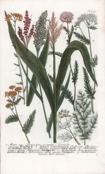 Meum seu Foeniculum ursinum, Fenouille sauvage.