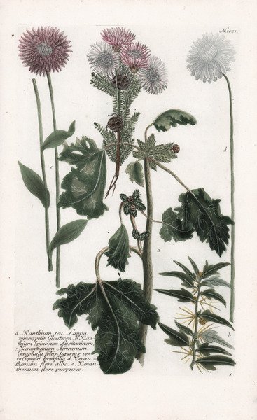 Xanthium seu Lappa minor, petit Glouteron.