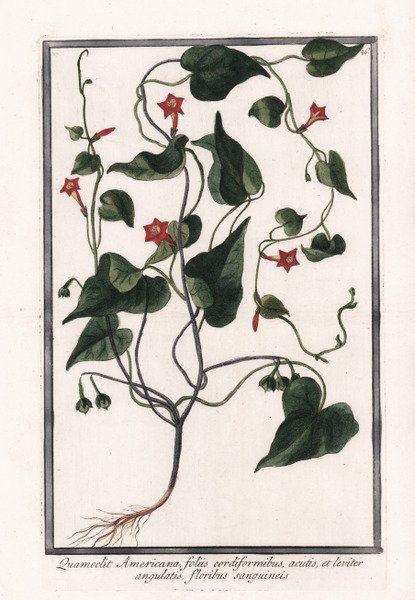 Quamoclit Americana foliis cordiformibus, acutis, et leviter angulatis, floribus sanguineis