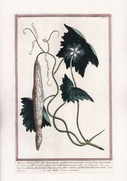 Anguina Sinensis, flore albo elegantissimo.