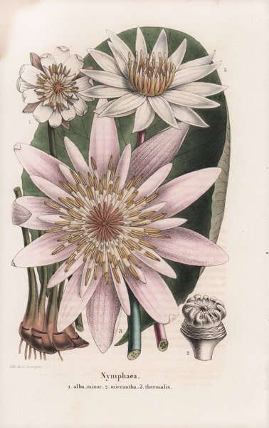 Nymphaea