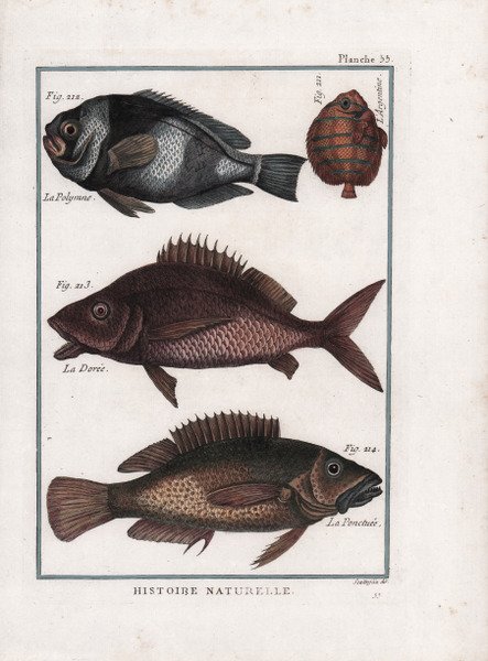 La Poymne. L'Argentine. La Dorée. La Ponctuée.