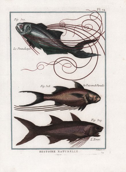 Le Pentadactyle. Le Poisson de Paradis. L'Emoi.
