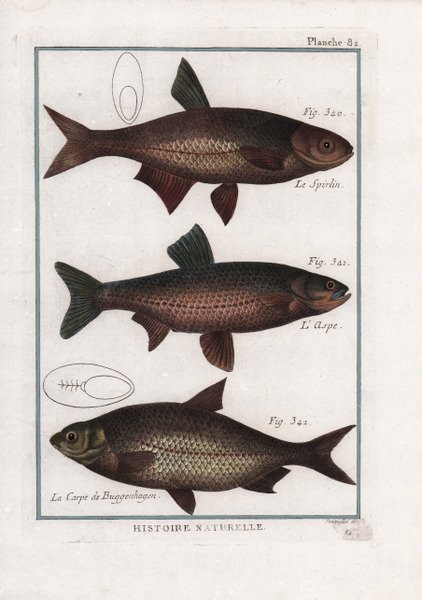 Le Spirlin. L'Aspe. La Carpe de Buggenhagen.