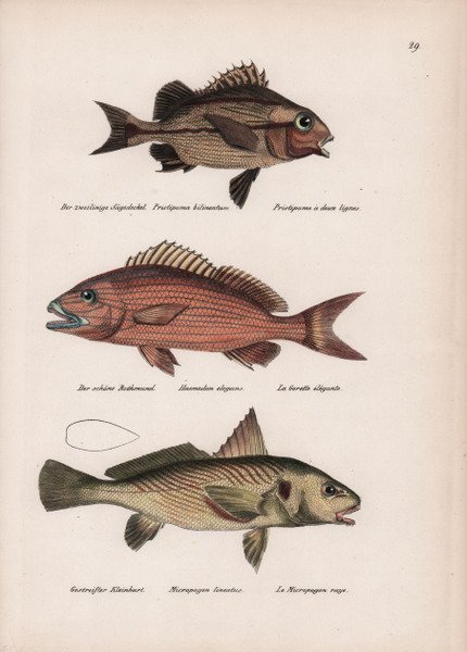 Fons in area Iudaeorum / Fontan auf dem Iuden-Plaz