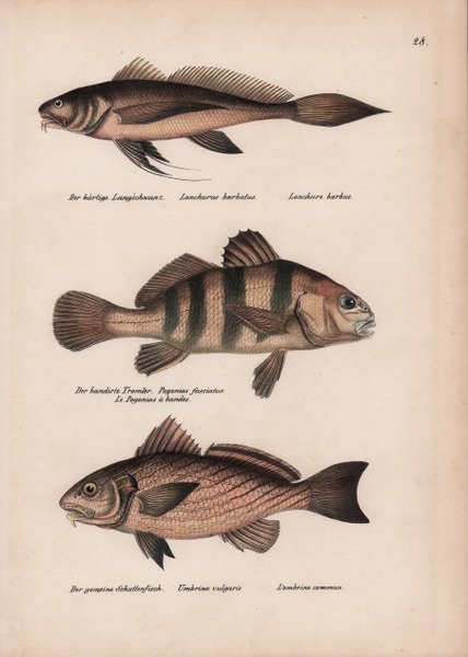 Fons sub monte Ianiculi, ante Templum Petri Montory / Fontan …