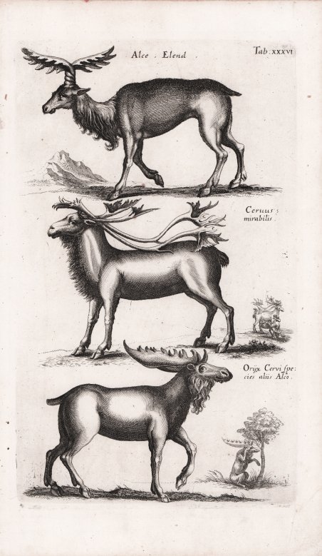 Alce Elend / Cervus mirabilis / Orijx Cervus species aliis …
