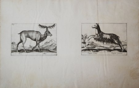 Alces Alce / Capras Canis Capra Canina