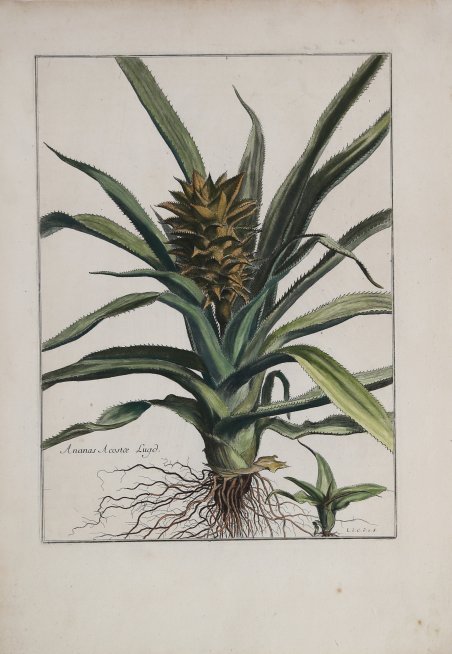 Ananas Acostae Lugo