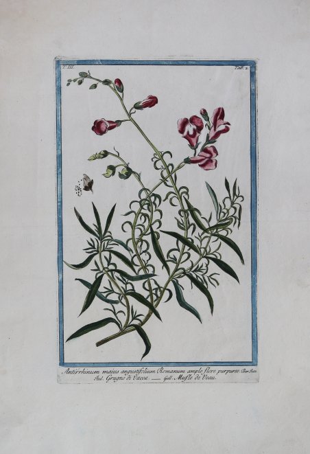 Antirrhinum maius angustifolium Romanum