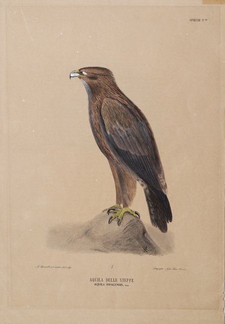 Aquila delle Steppe Aquila Nipalensis