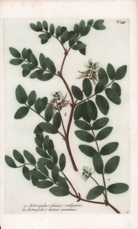 Astragalus glaux vulgaris.