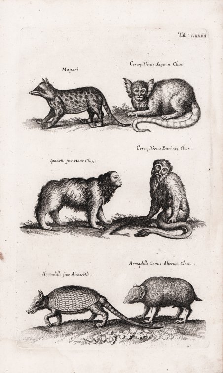 Mapach. Certopithecus Sagovin Clusii / Ignavii sive Haut Clusii. Certopithecus …