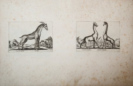 Camellus pardis Giraffa / Camellus Indicus Camello d'India