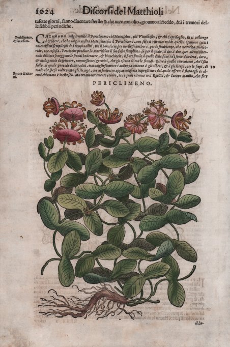 Periclimeno (Caprifoglio) | Immagine Gallery 3