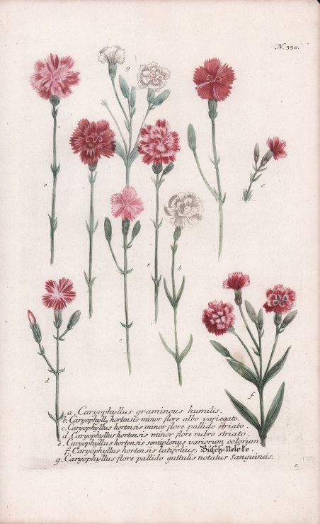 Caryophyllus gramineus humilis