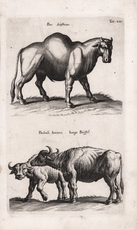 Bos Scythicus / Bubali Iuvenci. Iunge Buffel