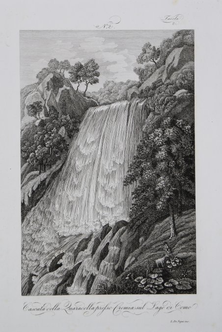 Bos Scythicus / Bubali Iuvenci. Iunge Buffel