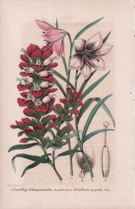 Castilleja lithospermoides