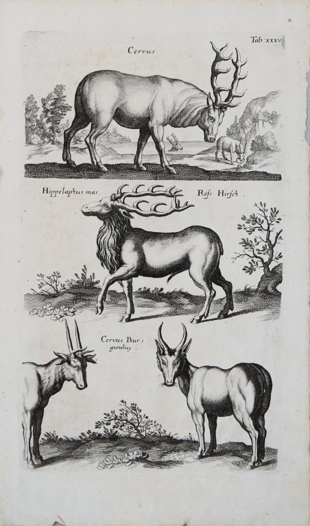 Cervus. - Hippelaphus mas. - Cervus Bur.